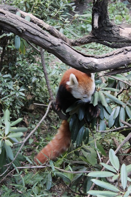 New-york zoo du bronx (7)