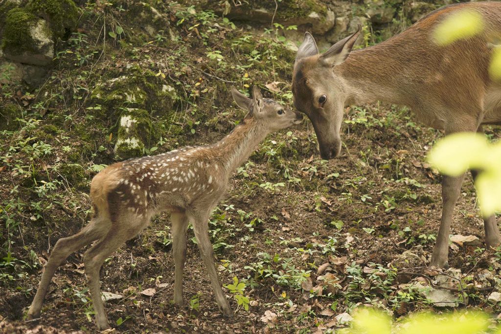 les saisons le faon