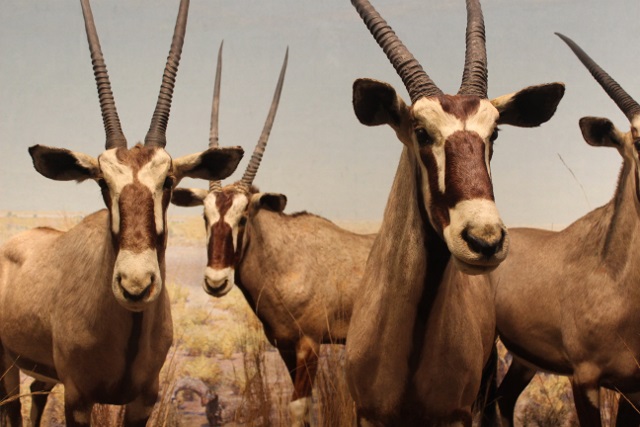 musée d'histoire naturelle